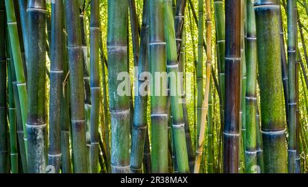 Bambusplantagen-Nahaufnahme Stockfoto