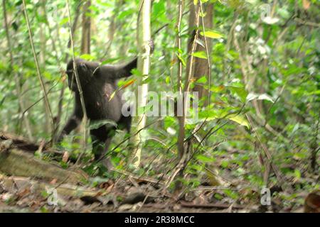 Eine Sulawesi-Schwarzkammmakake (Macaca nigra) bewegt sich bipedal auf dem Waldboden, nachdem sie während der Futtersuche im Naturschutzgebiet Tangkoko, North Sulawesi, Indonesien, einen Baum hinunterklettert. Die Auswirkungen des Klimawandels auf die endemischen Arten sind auf verändertes Verhalten und Nahrungsverfügbarkeit zu sehen, die ihre Überlebensrate beeinflussen. „Wie die Menschen überhitzen sich Primaten und werden durch anhaltende körperliche Aktivität bei extrem heißem Wetter dehydriert“, so ein Wissenschaftler, Brogan M. Stewart, in seinem Bericht, der 2021 über das Gespräch veröffentlicht wurde. Stockfoto