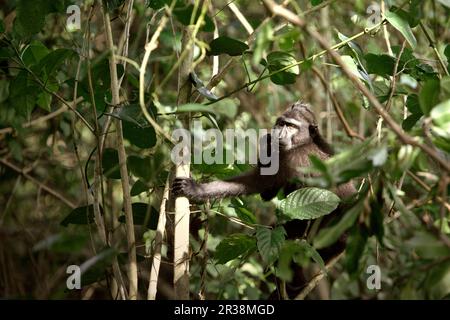 Umweltporträt eines Sulawesi-Schwarzkammmakaken (Macaca nigra), der an einem Baum im Naturschutzgebiet Tangkoko, Nordsulawesi, Indonesien, forscht. Die Auswirkungen des Klimawandels auf die endemischen Arten sind auf verändertes Verhalten und Nahrungsverfügbarkeit zu sehen, die ihre Überlebensrate beeinflussen. „Wie die Menschen überhitzen sich Primaten und werden durch anhaltende körperliche Aktivität bei extrem heißem Wetter dehydriert“, so ein Wissenschaftler, Brogan M. Stewart, in seinem Bericht, der 2021 über das Gespräch veröffentlicht wurde. Stockfoto