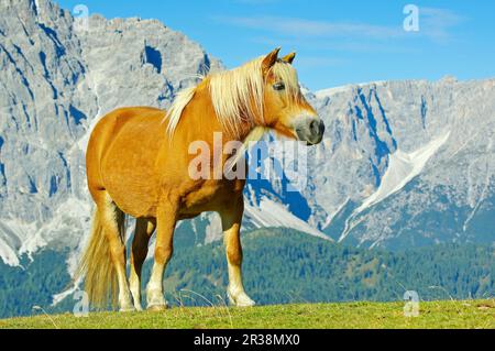 Haflinger-Pony auf Alpenweide in den Sexten Dolomiten vor dem felsigen Gesicht des Sexten Rotwand. Italien Stockfoto