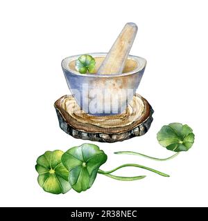 Steinmörtel und Stößel auf Holzständer Aquarell Darstellung isoliert auf Weiß. Centella asiatica, gotu kola Kräuterpflanzen handgezeichnet. Design-Element Stockfoto