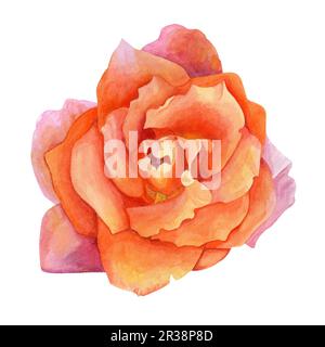 Eine Rosenblume mit orangefarbenen, rosafarbenen Blütenblättern, Blick von oben. Aquarell-Illustration, handgezeichnet. Für die Gestaltung von Hochzeitseinladungen, Postkarten usw. Stockfoto