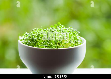 Gesunde Ernährung Konzept, organische micro Grüns in eine Schüssel geben. Stockfoto