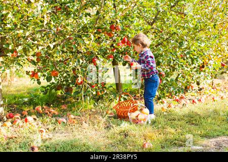 Mädchen in ein kariertes Hemd pflücken Äpfel Stockfoto