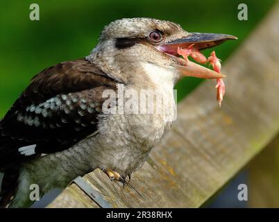 Kookaburras sind terrestrische Baumkönigsfischer der in Australien und Neuguinea heimischen Gattung Dacelo, die auf eine Länge zwischen 28 und 47 cm wachsen und Stockfoto