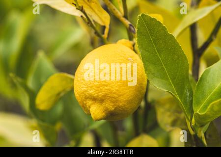 Schöne reife gelbe Zitrone auf einem Ast eines fruchtbaren Zitronenbaums in einem Garten, aus nächster Nähe Stockfoto