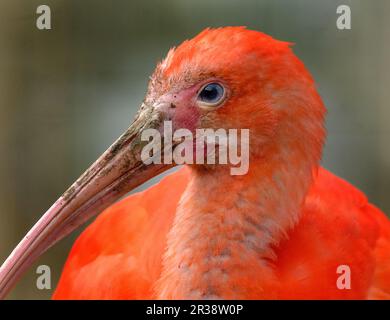 Das Scharlach Ibis ist eine Art von Ibis in der Vogelfamilie Threskiornithidae. Es bewohnt das tropische Südamerika und einen Teil der Karibik Stockfoto