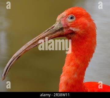 Das Scharlach Ibis ist eine Art von Ibis in der Vogelfamilie Threskiornithidae. Es bewohnt das tropische Südamerika und einen Teil der Karibik Stockfoto