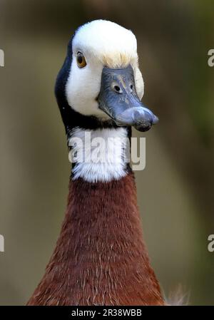 Die weiße Pfeifente ist eine pfeifende Ente, die in Afrika südlich der Sahara und einem Großteil Südamerikas züchtet. Stockfoto