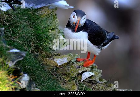 Papageientaucher sind eine von drei Arten kleiner Alzide der Vogelart Fratercula. Es handelt sich um pelagische Seevögel, die sich hauptsächlich durch Tauchen im Wasser ernähren Stockfoto
