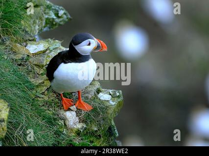 Papageientaucher sind eine von drei Arten kleiner Alzide der Vogelart Fratercula. Es handelt sich um pelagische Seevögel, die sich hauptsächlich durch Tauchen im Wasser ernähren Stockfoto