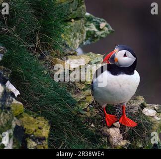 Papageientaucher sind eine von drei Arten kleiner Alzide der Vogelart Fratercula. Es handelt sich um pelagische Seevögel, die sich hauptsächlich durch Tauchen im Wasser ernähren Stockfoto