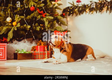 Hund mit Hirschhörnern unter dem weihnachtsbaum Stockfoto