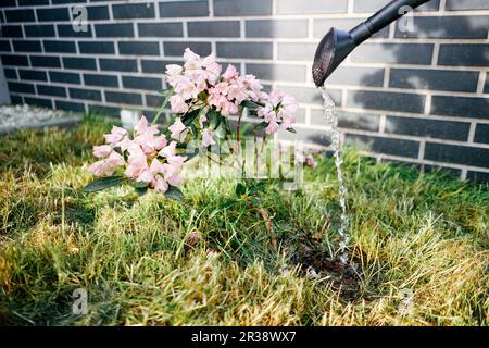 Im Garten pinkfarbene Blumen gießen. Gartenarbeit im Frühling. Stockfoto