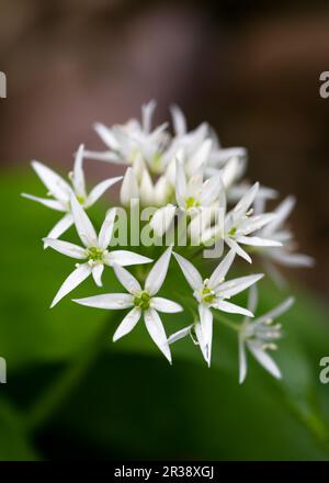Wunderschöner blühender Knoblauchlauch im Wald vor einem verschwommenen Hintergrund. (Allium ursine). Naturheilkräutermedizinisches Konzept. Weichzeichner. Stockfoto