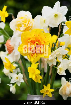 Wunderschöne verschiedene Arten von Narzissen, weiß, gelb, Doppelblumen in Steinbecher im Garten. Gelber, orange gefüllter Narzissen. Selektiver Fokus. Stockfoto