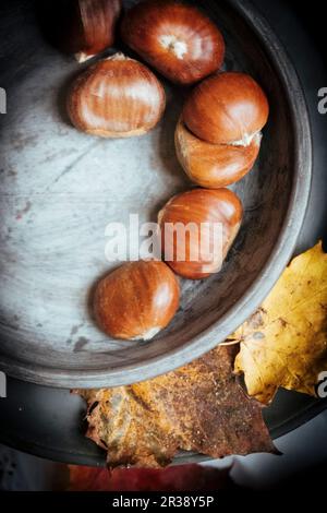 Esskastanien in Schalen (von oben gesehen) Stockfoto