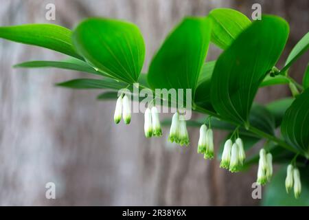 Blühende Salomonrobbe (Polygonatum odoratum) im Garten Stockfoto