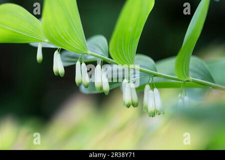Blühende Salomonrobbe (Polygonatum odoratum) im Garten Stockfoto