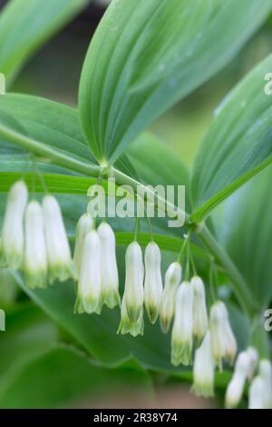 Blühende Salomonrobbe (Polygonatum odoratum) im Garten Stockfoto