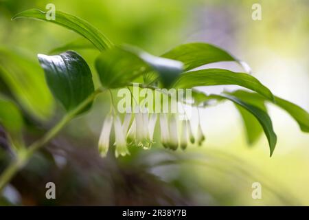 Blühende Salomonrobbe (Polygonatum odoratum) im Garten Stockfoto