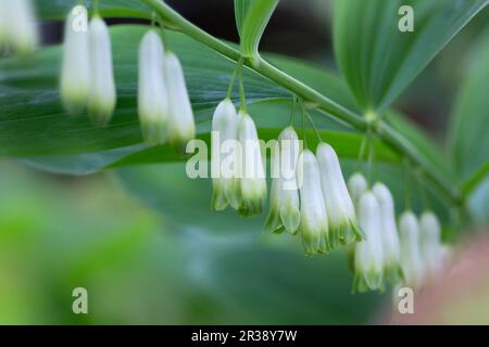 Blühende Salomonrobbe (Polygonatum odoratum) im Garten Stockfoto