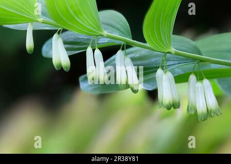 Blühende Salomonrobbe (Polygonatum odoratum) im Garten Stockfoto