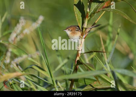 Ein ausgewachsener männlicher, nicht zur Zucht bestimmter australischer, männlicher, goldköpfiger Cisticola-Exilis-Vogel, der auf dem Stamm einer Pflanze auf der Suche nach Nahrung steht Stockfoto