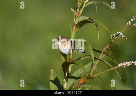 Ein ausgewachsener männlicher, nicht zur Zucht bestimmter australischer, männlicher, goldköpfiger Cisticola-Exilis-Vogel, der auf dem Stamm einer Pflanze auf der Suche nach Nahrung steht Stockfoto