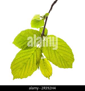 Grüne Blätter des Haselnussbaums, auf weiß isoliert Stockfoto