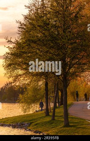 Abendlicht, Waren Mueritz, Mecklemburgische Seenplatte, Seengebiet Mecklenburg, Mecklenburg-Vorpommern, Ostdeutschland Stockfoto