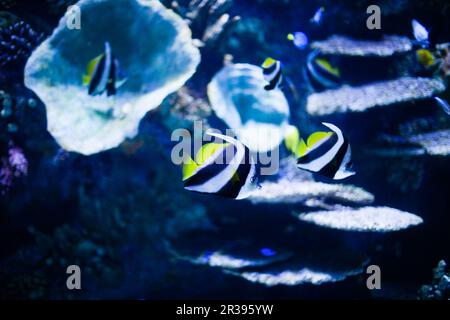 Atemberaubender Moment des Aquariums am Korallenriff, Unterwasserwelt Stockfoto