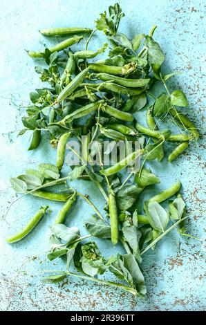 Erbsenzweig auf einem alten blauen Tisch Stockfoto