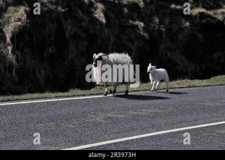 Schafe und Lämmer laufen auf der Straße Stockfoto