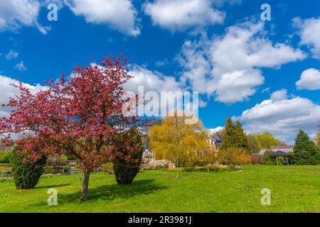 Öffentlicher Garten Schaugarten, Landstadt Waren, Mueritz, Mecklemburgische Seenplatte, Mecklenburg-Vorpommern, Ostdeutschland, Europa Stockfoto