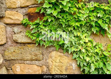 Alte Mauern mit Efeu überwuchert, Schloss Mühlburg, eine der sogenannten drei Gleichen Schlösser in Mühlberg, drei Gleichen Gemeinde, Thüringen, Deutschland. Stockfoto