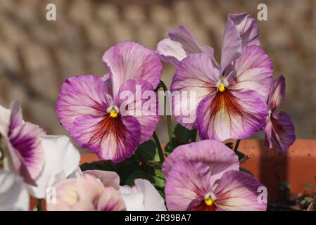 Rosafarbene Gänseblümchen x Wittrockiana blüht in Terrassentopf Stockfoto