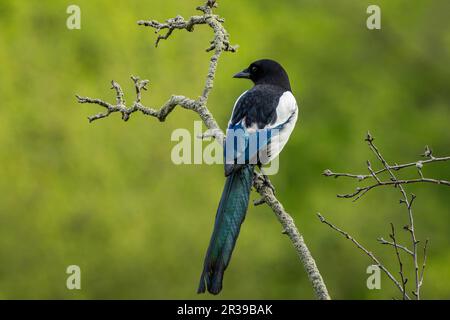 Die eurasische Elster, ein schwarz-weißer Vogel, sitzt auf einem Ast in einem Park. Grüner Hintergrund. Stockfoto