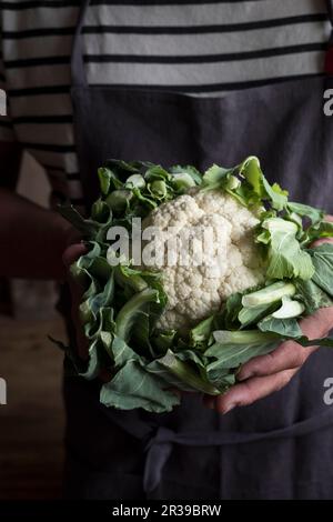 Ein Mann mit einer Leinenschürze, der einen Blumenkohl in der Hand hält Stockfoto