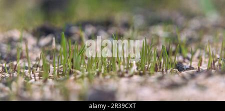 Nahaufnahme von Grassamen im Garten. Stockfoto