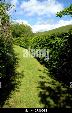 Buchenhecke im Frühlingswachstum Stockfoto