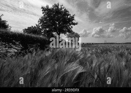 Ein Weizenfeld in der Nähe des Dorfes Boddington, Gloucestershire Stockfoto