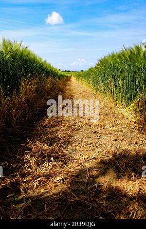 Ein Weizenfeld in der Nähe des Dorfes Boddington, Gloucestershire Stockfoto