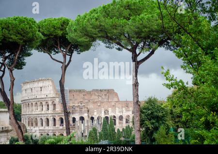 Kolosseum Schauen durch Bäume Stockfoto