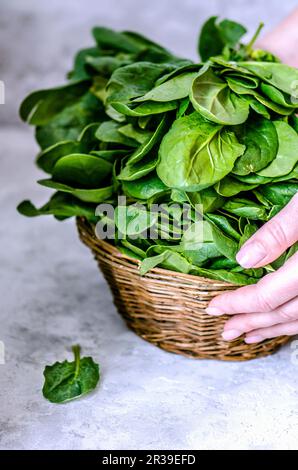 Korb mit Spinat in den Händen auf Betonhintergrund Stockfoto