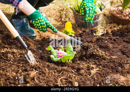 Aus nächster Nähe die Hände einer Frau lockern den Boden um die Blume herum Stockfoto