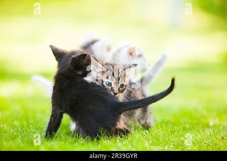 Drei niedliche Kätzchen, die auf dem Gras spielen Stockfoto