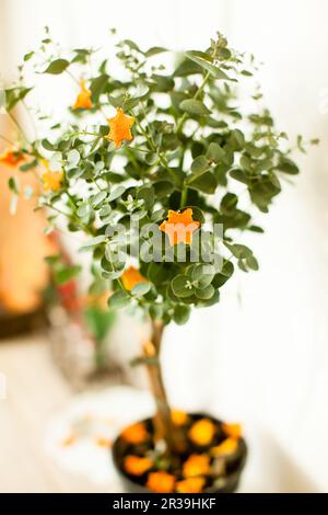 Eukalyptusbaum in einem Topf, dekoriert mit getrockneten Mandarinensternen auf einem weißen Tisch. Weihnachtsdekoration Innenausstattung Küche Stockfoto