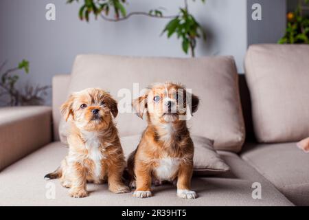 Die pekingesischen Welpen blicken gierig davon Stockfoto