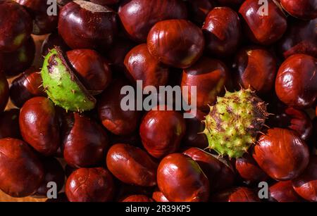 Kastaniensamen und Kastanienschalen Stockfoto